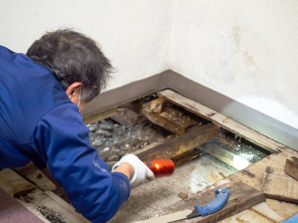 Best Certified Mold Removal  in Greenville, SC