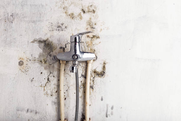 Best Office Mold Removal Services  in Greenville, SC