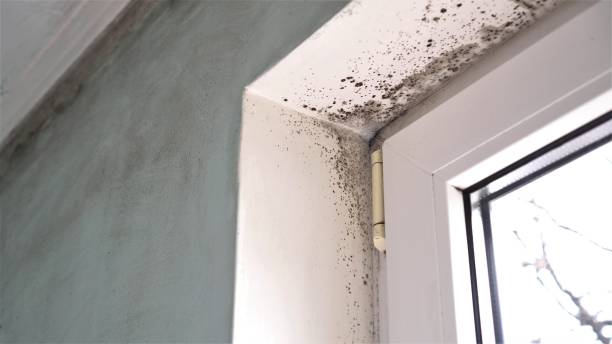 Best Local Mold Removal Service  in Greenville, SC