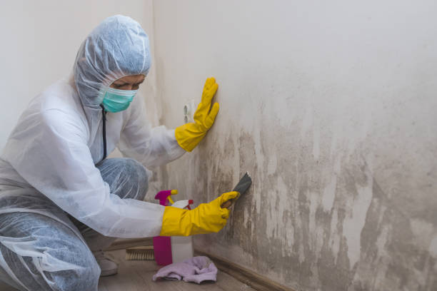Best Commercial Mold Removal  in Greenville, SC