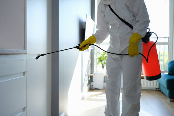 Best Black Mold Removal  in Greenville, SC