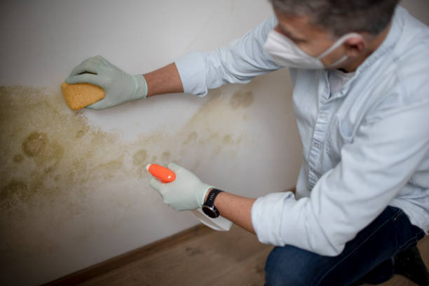Best Professional Mold Removal  in Greenville, SC