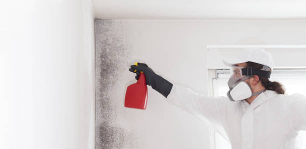 Best Mold Damage Repair  in Greenville, SC