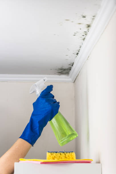 Best Emergency Mold Removal  in Greenville, SC